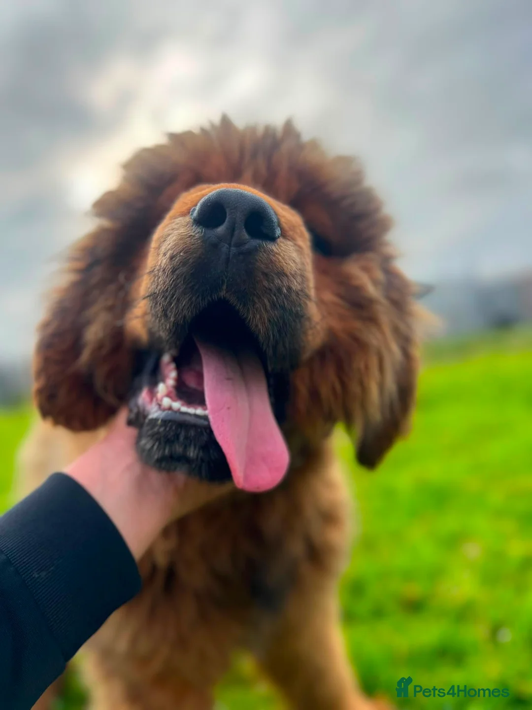 Tibetan Mastiff dogs for sale: World-Class Lion Head Tibetan Mastiff Puppies in Lanark - Advert 2
