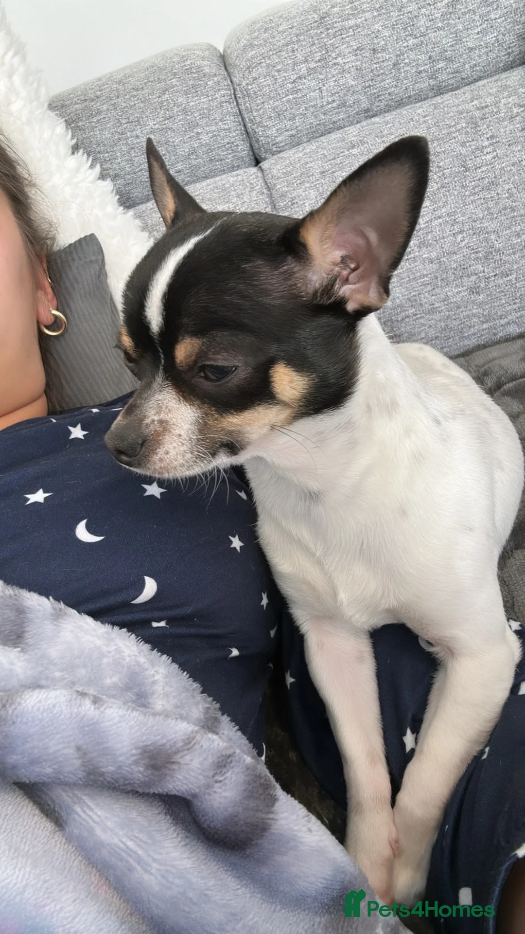 Chihuahua dogs for sale: Chihuahuas  - Advert 2