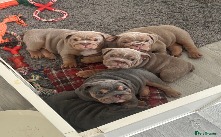 English Bulldog dogs - Advert 11