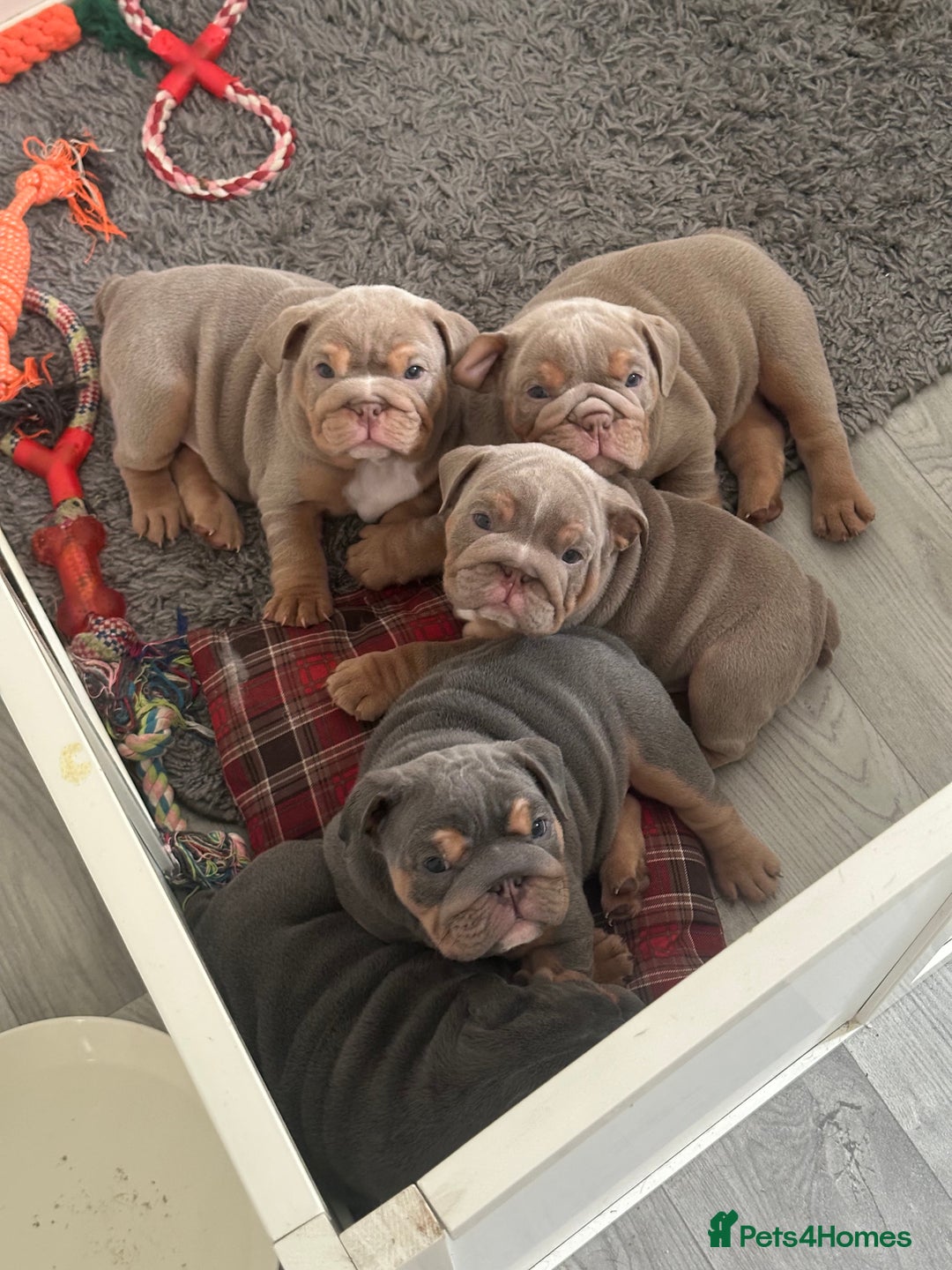 English Bulldog dogs for sale: Stunning KC Registered English Bulldog Puppies - Image 2
