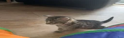 Mixed Breed cats for sale: 2 beautiful female kittens - Advert 11