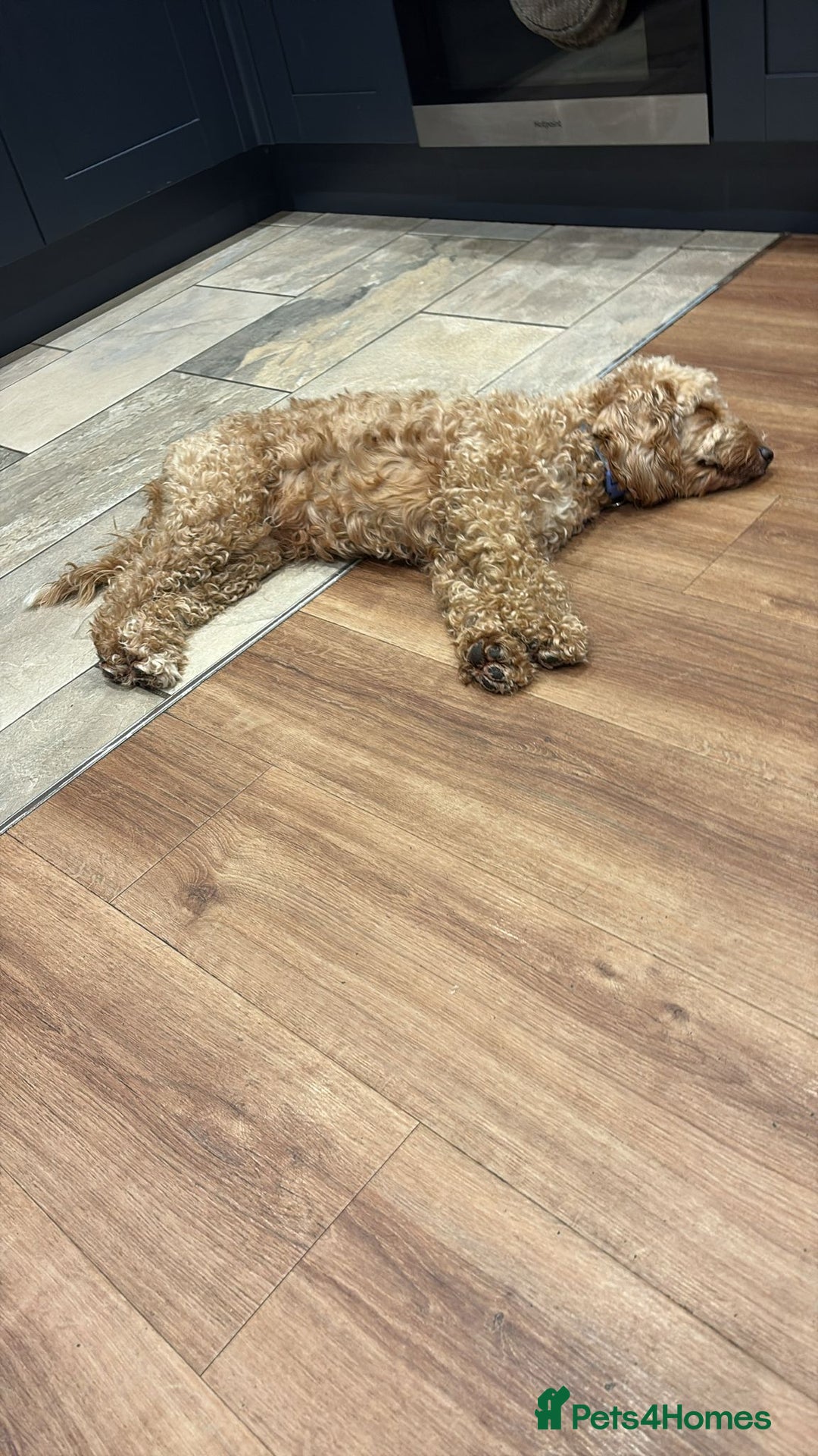 Mixed Breed dogs for sale: Doxiepoo puppies  - Advert 3