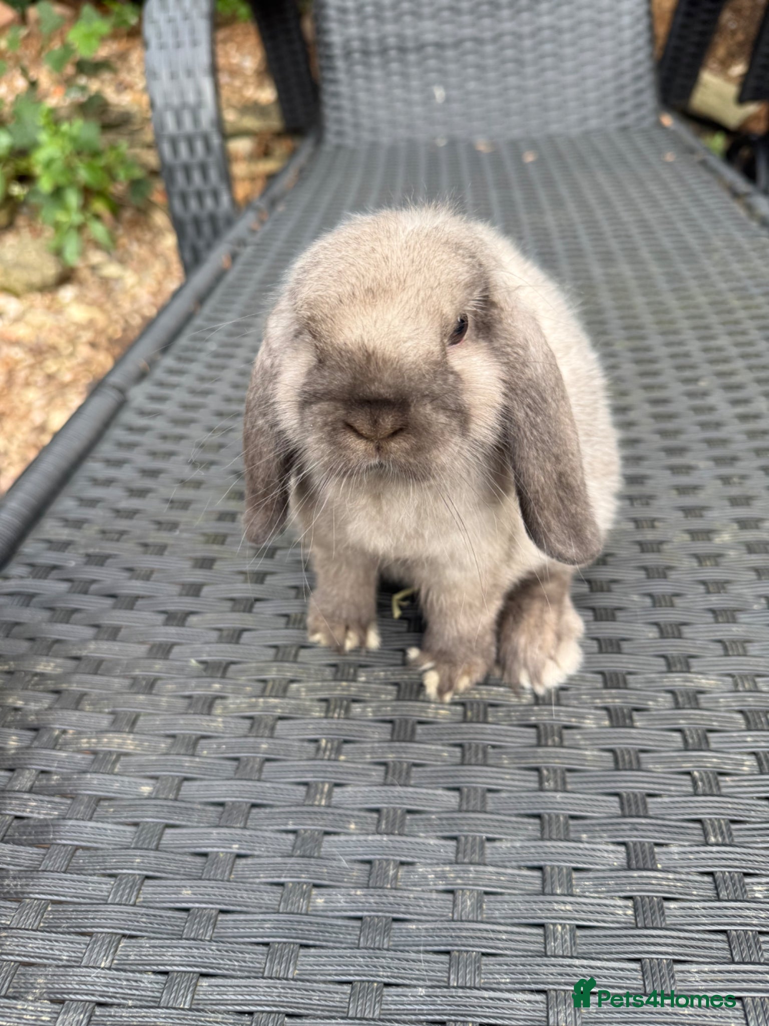 Mini Lop rabbits Baby mini lops available to reserve  - Advert 17