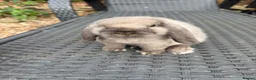 Mini Lop rabbits for sale: Baby mini lops available to reserve  - Advert 1