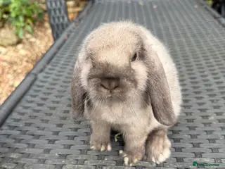 Mini Lop rabbits Baby mini lops available to reserve - Advert 1