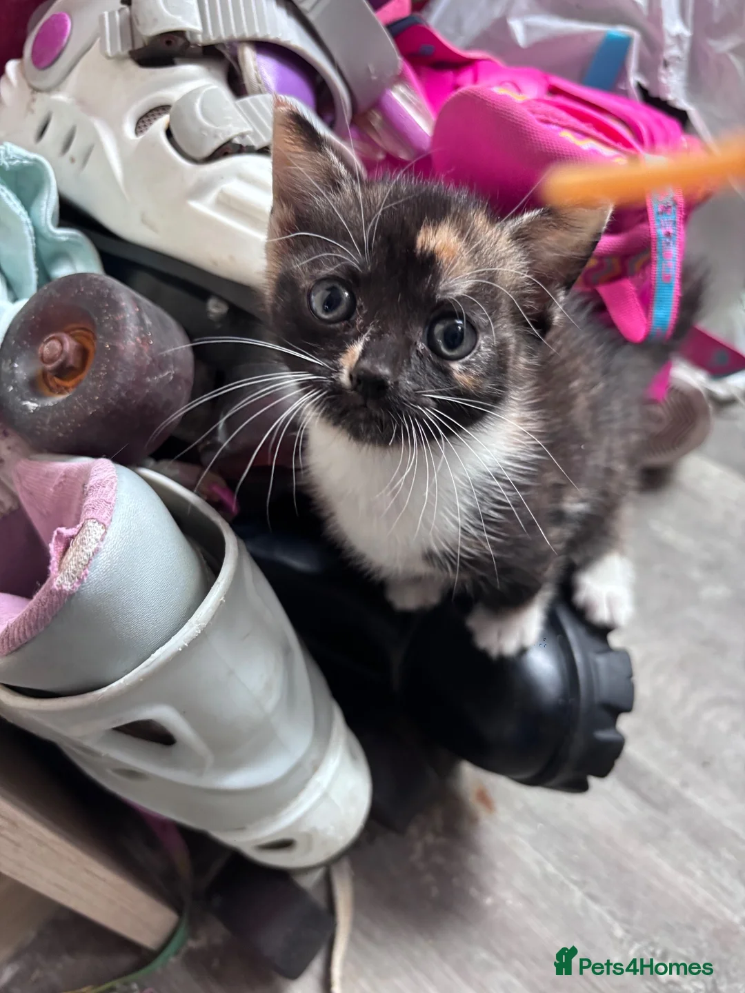Mixed Breed cats for sale: 6 weeks kittens  - Advert 3