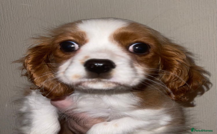 Cavalier King Charles Spaniel dogs - Advert 13