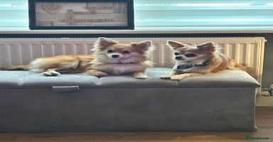 Pomchi dogs - Advert 3
