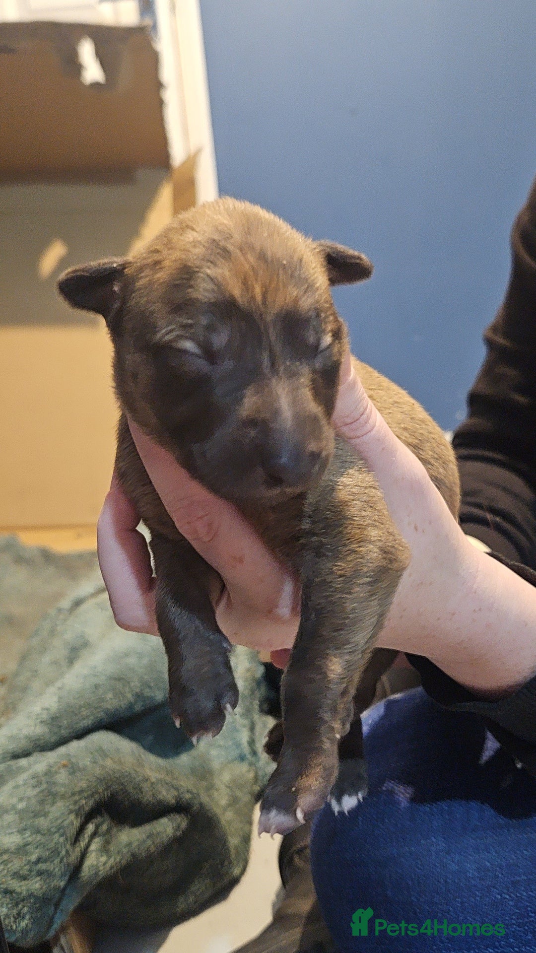 Whippet dogs for sale: 8 beautiful  brindle whippet  - Advert 28