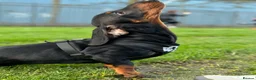 Dachshund dogs for sale: Dachshund  in Wisbech - Advert 8