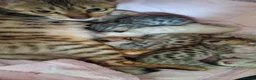 Bengal cats for sale: 5 beautiful full breed bengal kits - Advert 3