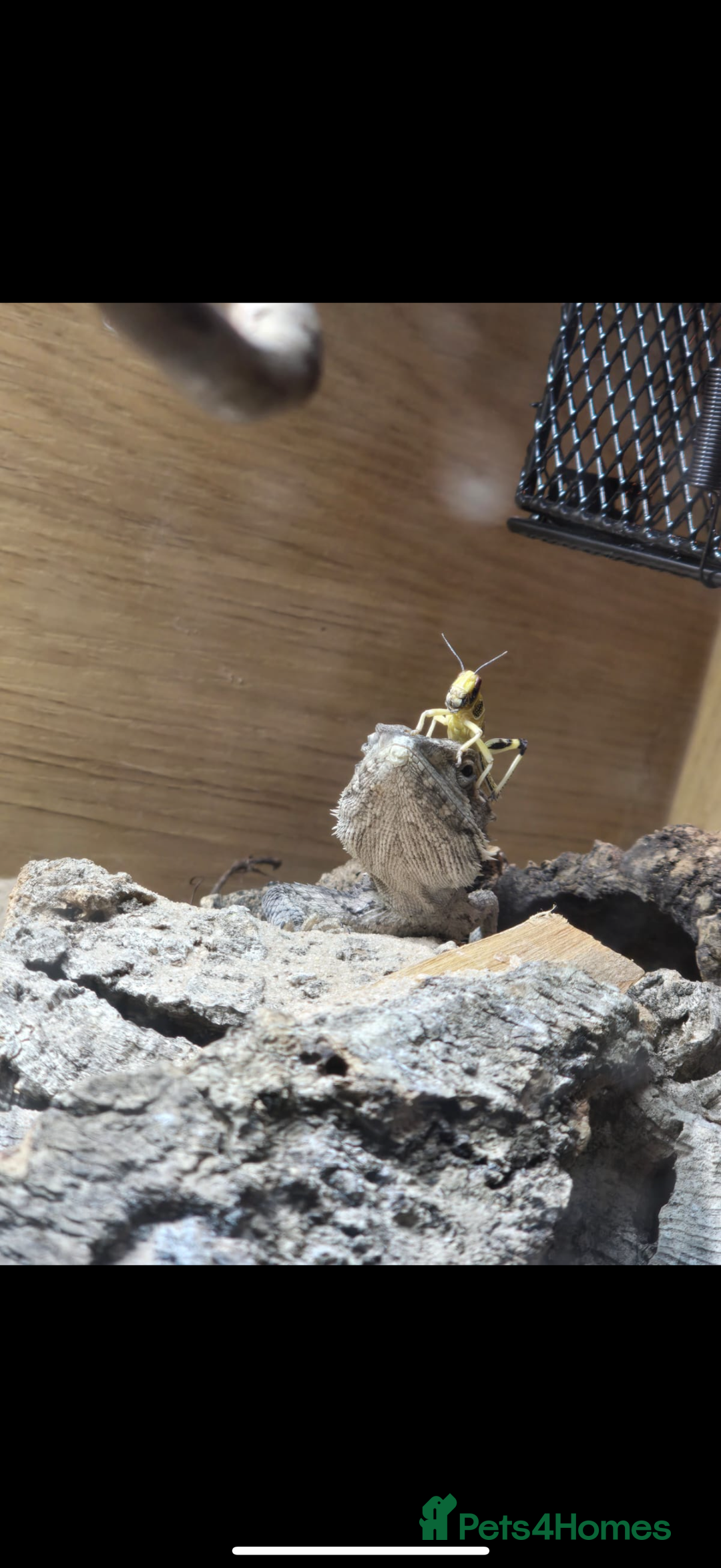 Dragon reptiles for sale: Mini Bearded Dragon Pogona Minor - Image 1