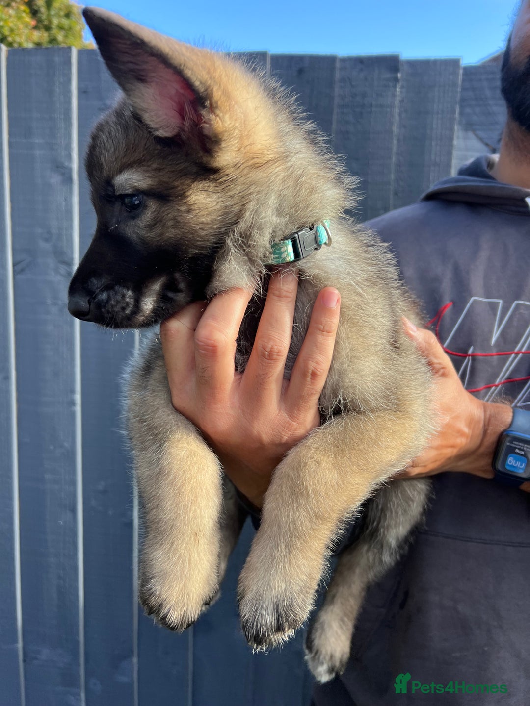 German Shepherd dogs for sale: German Shepherd Puppies, Ready to leave next week - Image 30