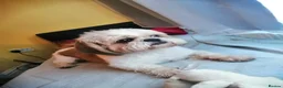Shih Tzu dogs for stud: Male Shih Tzu Available for Stud  - Advert 7