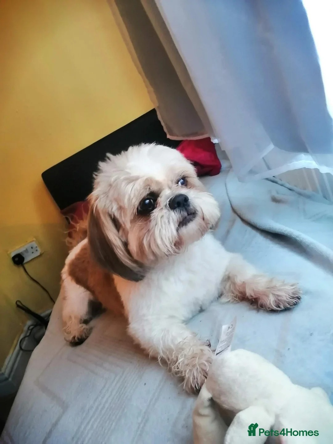 Shih Tzu dogs for stud: Male Shih Tzu Available for Stud  - Advert 7