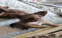 Chihuahua dogs for sale: Only one beautiful boy left,he's totally stunning  - Image 2