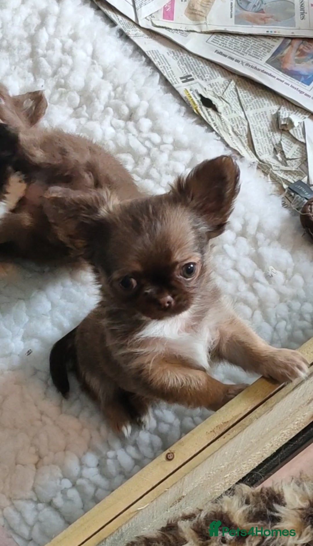 Chihuahua dogs for sale: Only one beautiful boy left,he's totally stunning  - Image 2