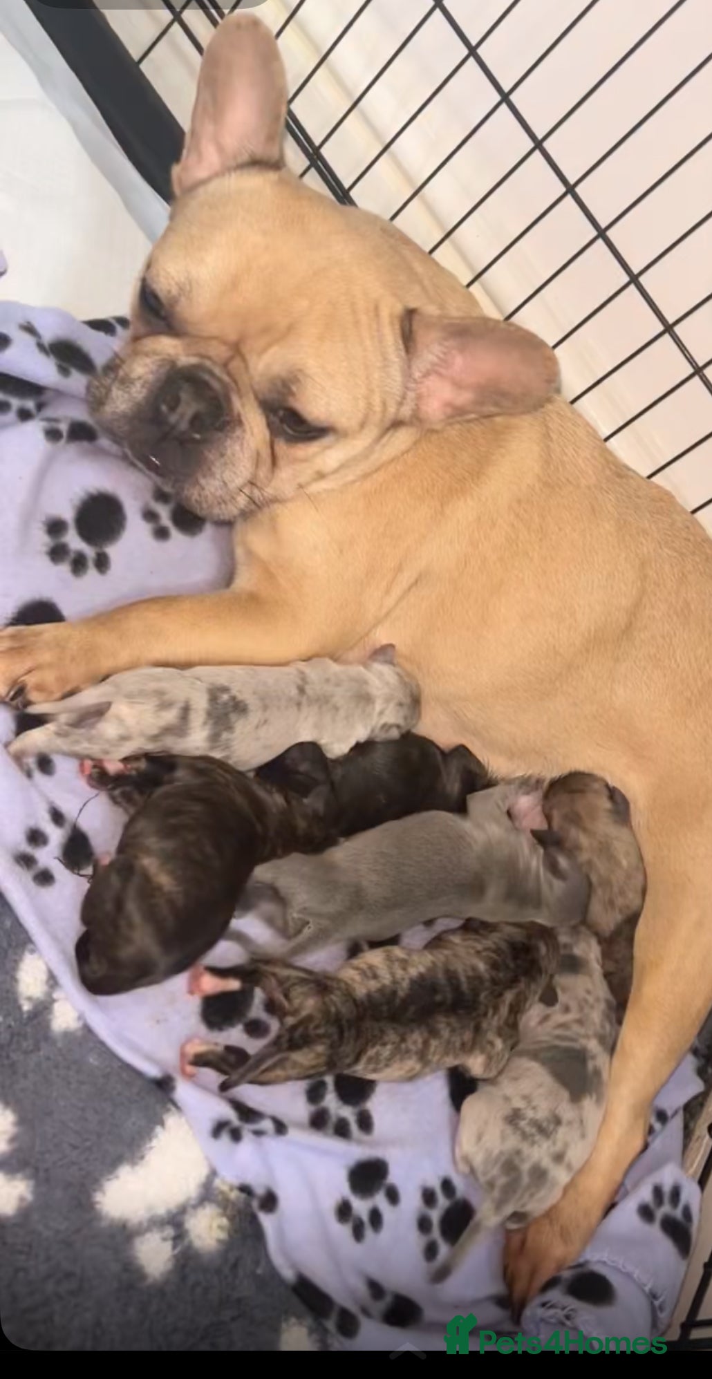 Mixed Breed dogs French bulldog mix  - Advert 1