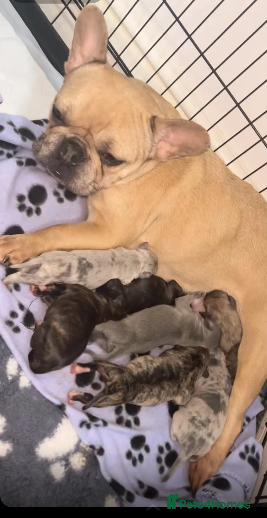 Mixed Breed dogs for sale: French bulldog mix  - Advert 1