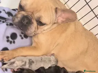 Mixed Breed dogs French bulldog mix - Advert 1