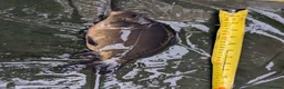 Cyprinids fish for sale: Pond fish for sale - Advert 5
