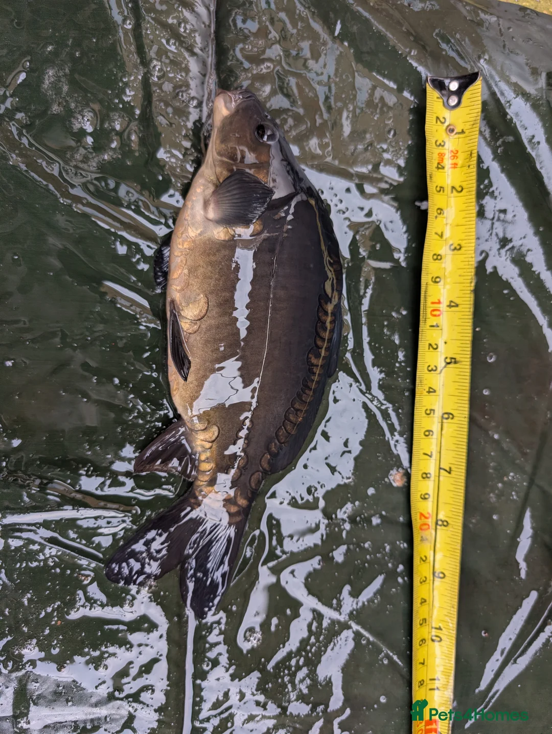 Cyprinids fish for sale: Pond fish for sale - Advert 5