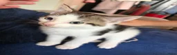 Mixed Breed cats for sale: 2 male kittens  - Advert 2