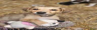 Mixed Breed Puppy 5