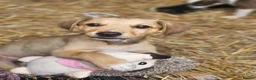 Mixed Breed dogs for sale: Stunning Kelpie lurchers  - Advert 11