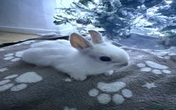 Netherland Dwarf rabbits for sale: 7 netherland dwarf baby bunnies  - Advert 9