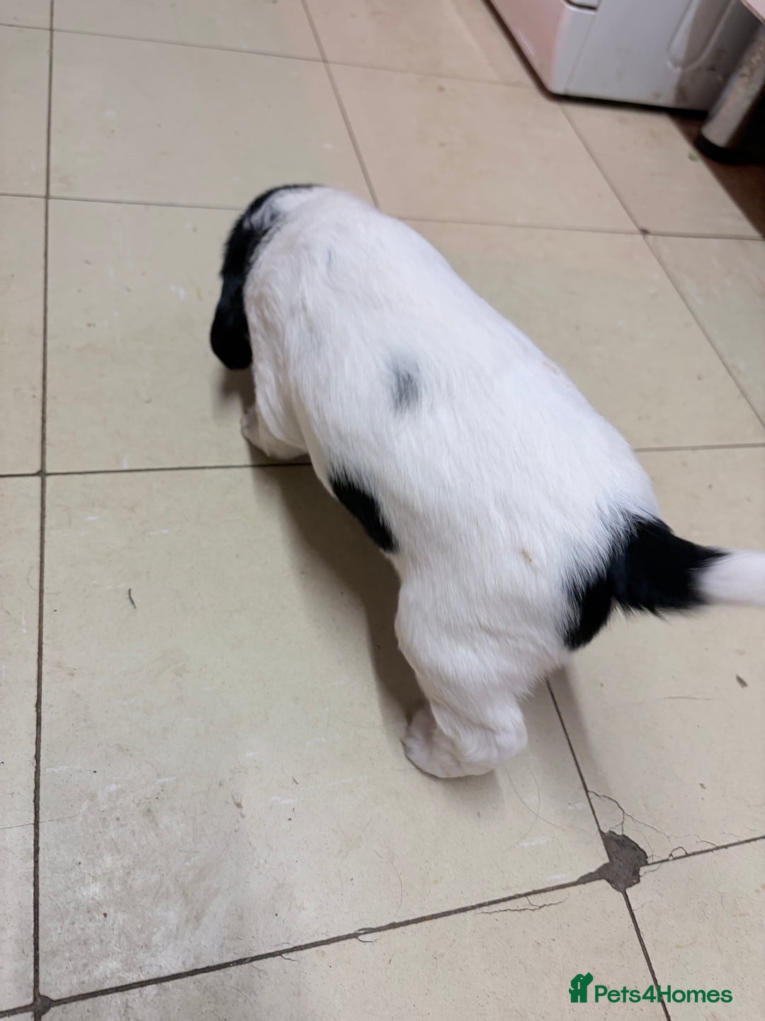 Sprocker dogs for sale:  Sprocker Spaniel puppies for sale - Advert 10