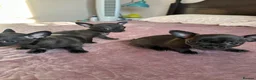 Chihuahua dogs for sale: Chihuahua puppies for sale - Advert 20