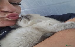 Ragdoll cats for sale: 1 boy 1 girl - Image 5