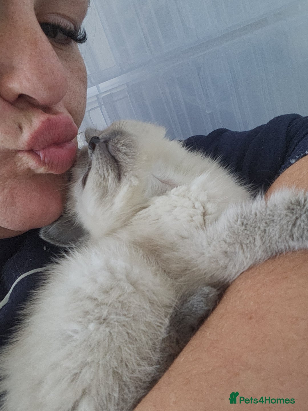 Ragdoll cats for sale: 1 boy 1 girl - Image 5