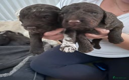 Mixed Breed dogs for sale: Double doodles  - Image 6