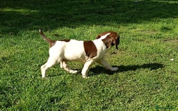 Mixed Breed dogs for sale: Fen Spaniels -Korthols x Eng Springer Spaniel  - Image 2