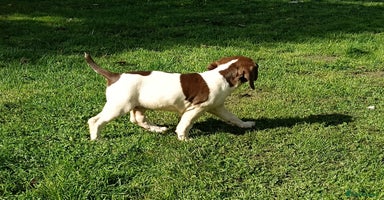 Mixed Breed dogs - Advert 12