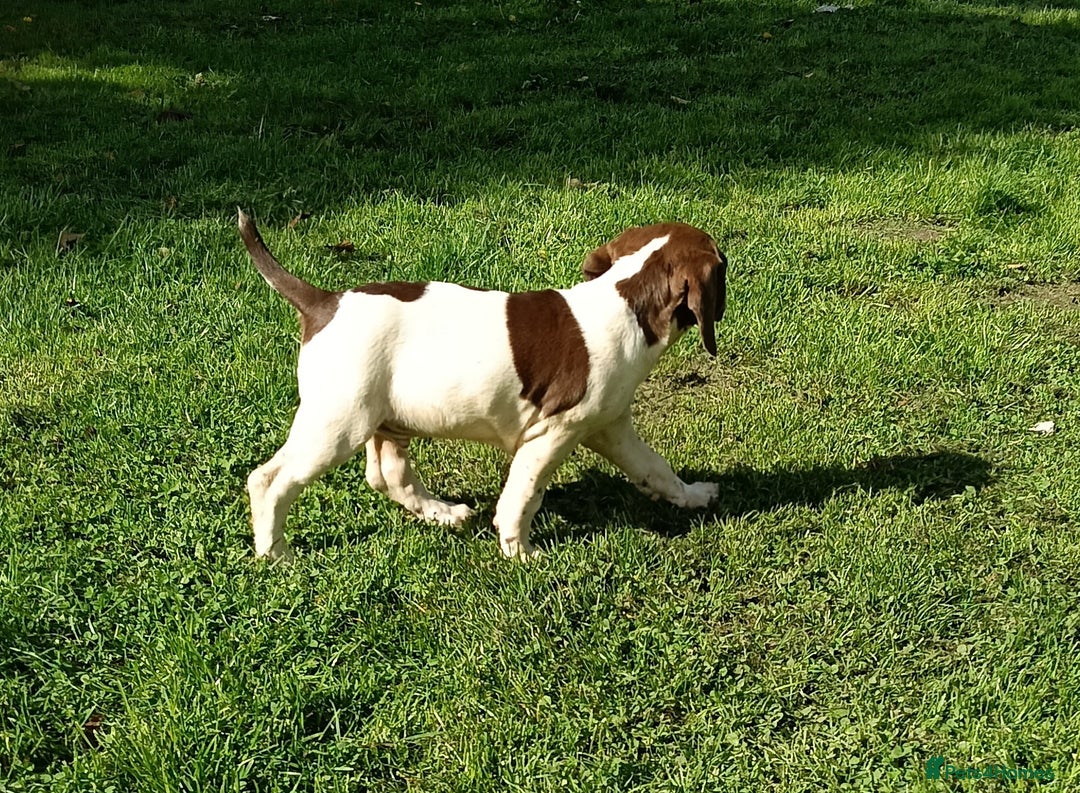 Mixed Breed dogs for sale: Fen Spaniels -Korthols x Eng Springer Spaniel  - Image 2