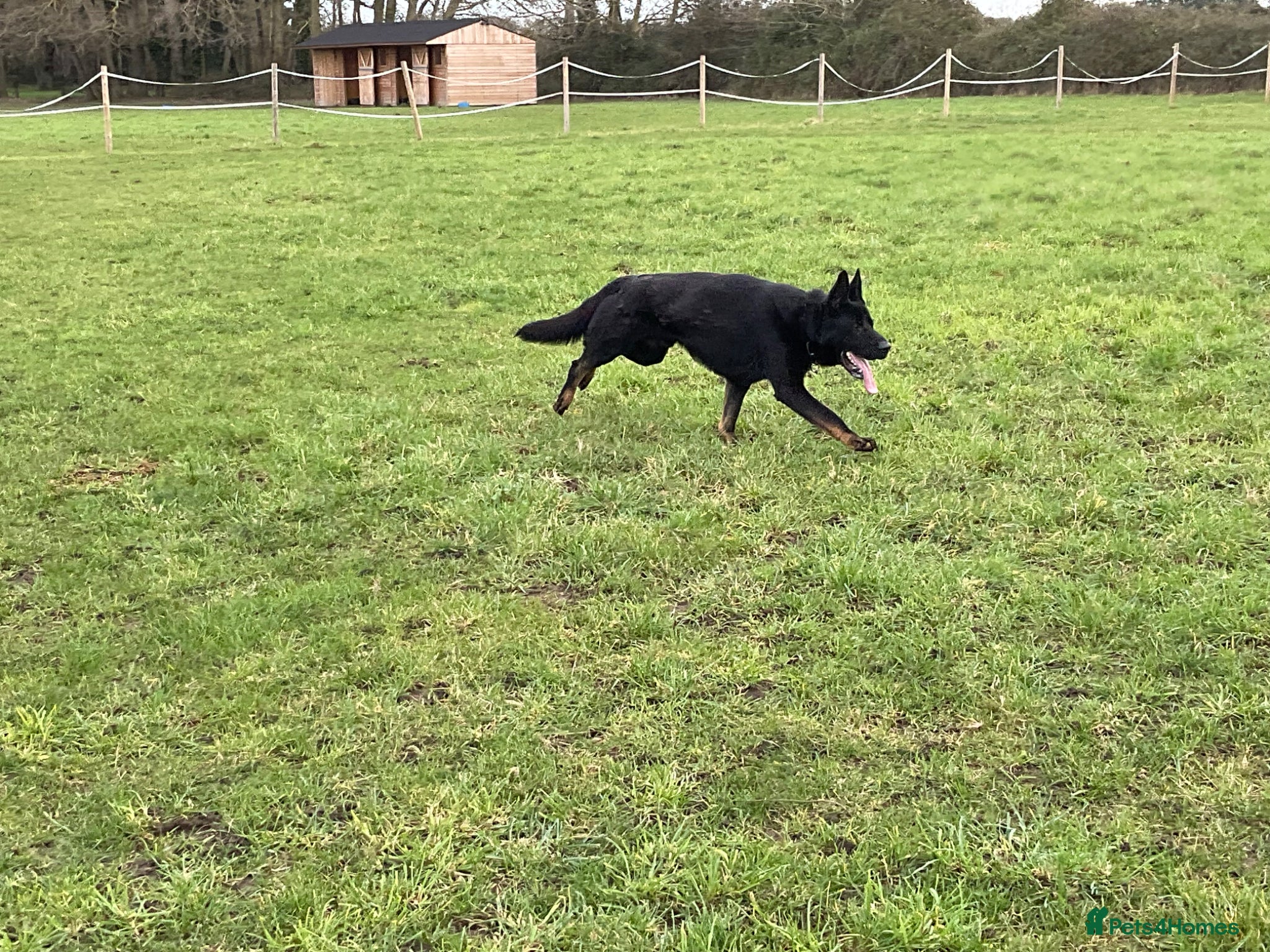 German Shepherd dogs 1 Bitch 2 males Looking For The Right Homes - Advert 6