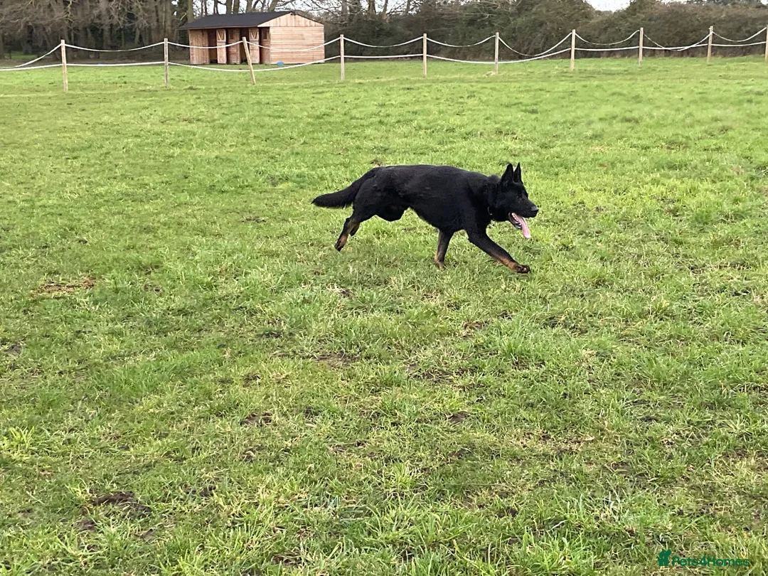 German Shepherd dogs for sale: 1 Bitch 2 males Looking For The Right Homes - Advert 16