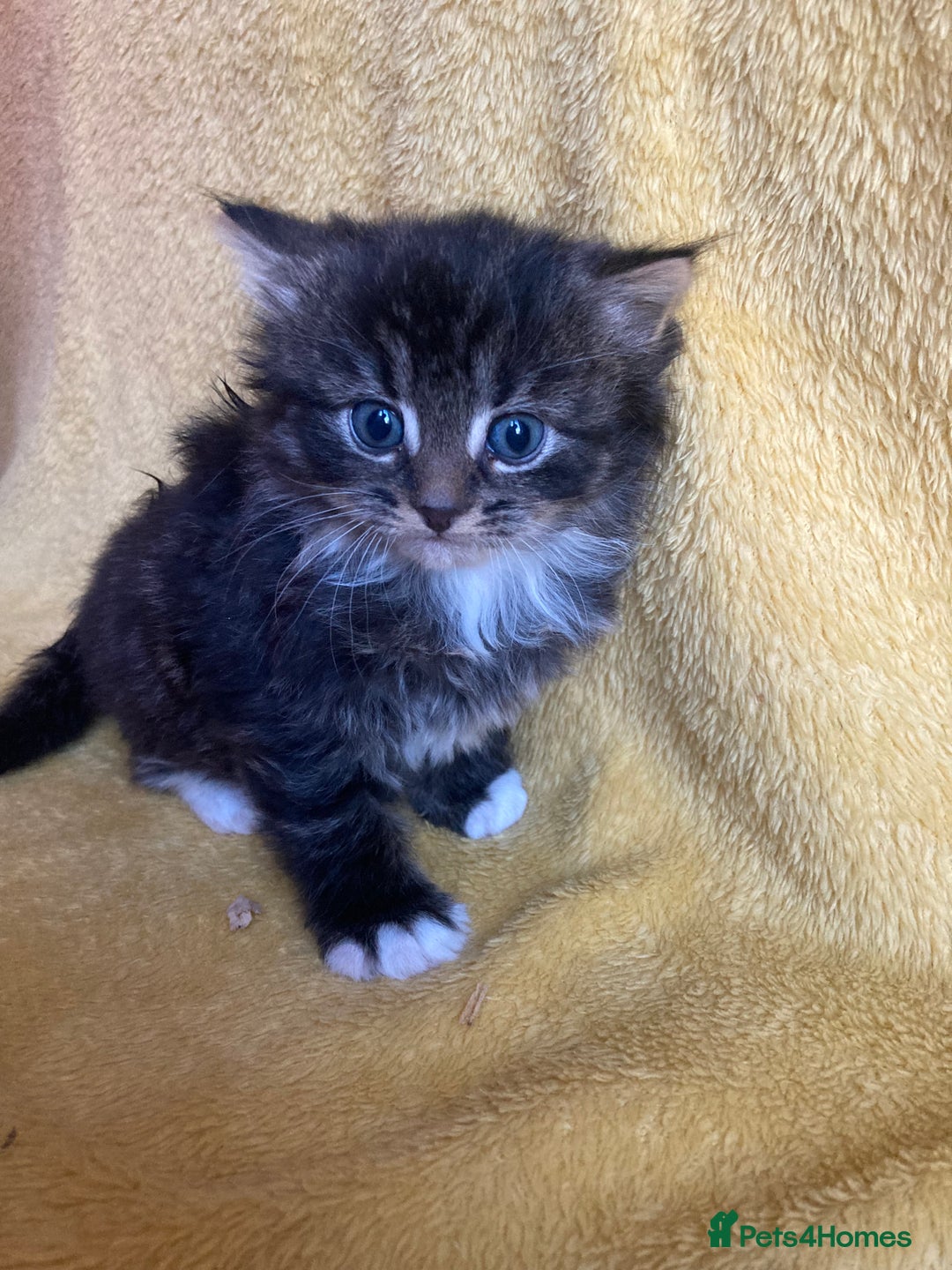 Maine Coon cats for sale: Maine coon  - Advert 6