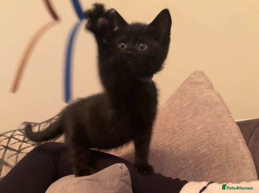 British Shorthair cats for sale: 5 BSH kittens (Grey Kitten GONE) - Image 17