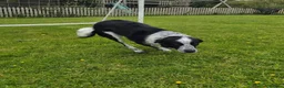 Border Collie dogs for sale: Bonzo male 3yr collie  - Advert 2