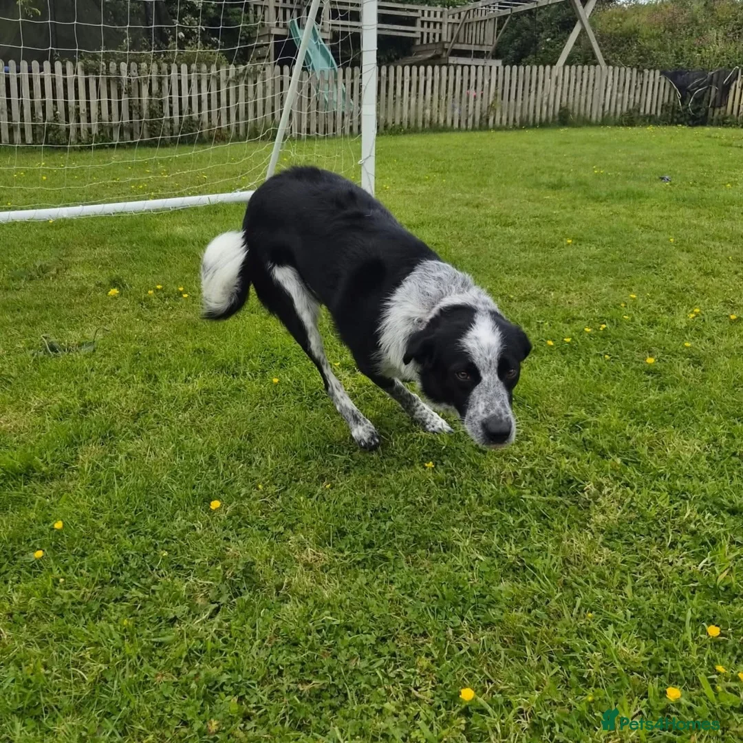 Border Collie dogs for sale: Bonzo male 3yr collie  - Advert 2