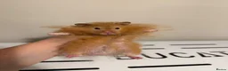 Hamster rodents for sale: Beautiful long haired tame hamsters in Gloucester - Advert 4