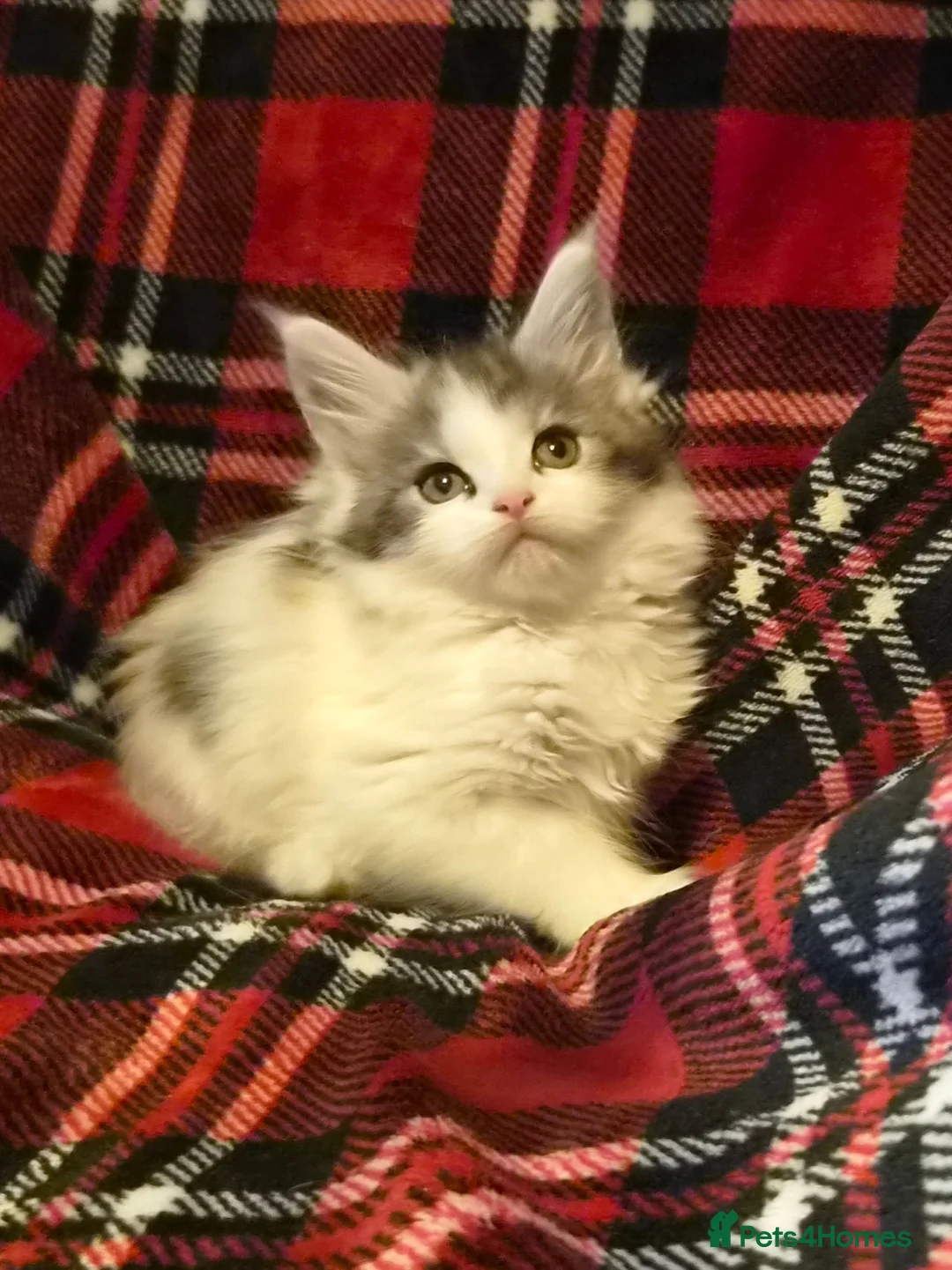 Maine Coon cats for sale: Beautiful Mainecoons  - Advert 2