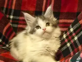 Maine Coon cats Beautiful Mainecoons - Advert 12