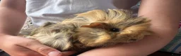 Guinea Pig rodents for sale: Baby guinea pigs for sale - Advert 4