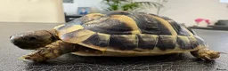 Hermann Tortoise reptiles for sale: 9 Month Old Hermanns Tortoises for Sale x 2 in Egham - Advert 9