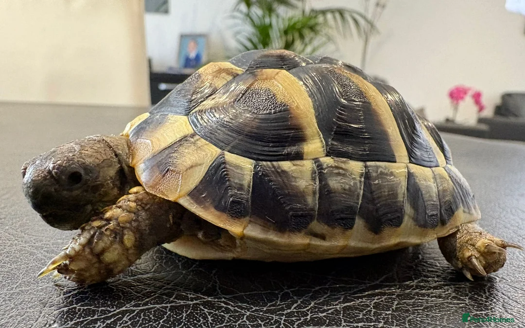 Hermann Tortoise reptiles for sale: 9 Month Old Hermanns Tortoises for Sale x 2 in Egham - Advert 9